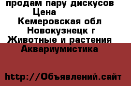 продам пару дискусов › Цена ­ 15 000 - Кемеровская обл., Новокузнецк г. Животные и растения » Аквариумистика   
